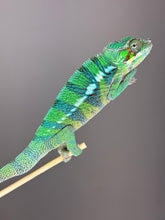 Load image into Gallery viewer, AMBILOBE Male Panther Chameleon: (E18)