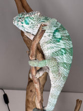 Load image into Gallery viewer, AMBILOBE Panther Chameleon: (E29)