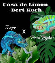 Load image into Gallery viewer, AMBANJA FEMALE Panther Chameleon: Neon Nights x Tango (S19)