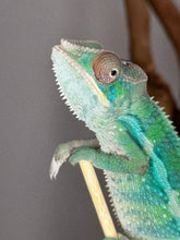 Load image into Gallery viewer, AMBILOBE Male Panther Chameleon: (E10)