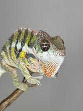 Load image into Gallery viewer, SAMBAVA Panther Chameleon: (E11)