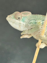 Load image into Gallery viewer, AMBILOBE Panther Chameleon: Starburst x Shirin (R2)