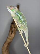 Load image into Gallery viewer, SAMBAVA Panther Chameleon male: (E10)