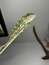 Load image into Gallery viewer, Ambilobe male panther chameleon: Flash x Opal (E24)