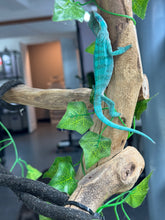 Load image into Gallery viewer, AMBANJA Panther Chameleon: Blue Inferno x Tango (E12)