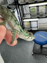 Load image into Gallery viewer, Ambilobe male panther chameleon: Flash x Opal (S3)