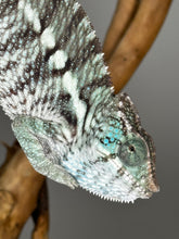 Load image into Gallery viewer, AMBANJA X ANKIFY Panther Chameleon:(F1)