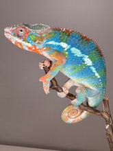 Load image into Gallery viewer, AMBILOBE Panther Chameleon: (J5)
