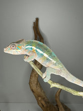 Load image into Gallery viewer, AMBILOBE Male Panther Chameleon: (E8)