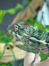 Load image into Gallery viewer, AMBILOBE Panther Chameleon: Magnus x Emma (Q3)