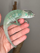 Load image into Gallery viewer, AMBILOBE Male Panther Chameleon: (E24)