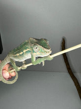 Load image into Gallery viewer, Ambilobe male panther chameleon: Flash x Opal (E24)