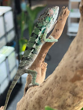 Load image into Gallery viewer, Ambilobe male: Flash x Rocky (R8)