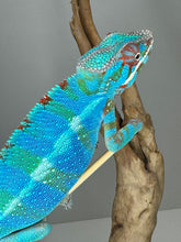Load image into Gallery viewer, AMBILOBE Panther Chameleon male: (J1)