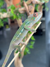 Load image into Gallery viewer, AMBILOBE Panther Chameleon: Magnus x Skittles (E16)