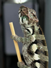Load image into Gallery viewer, Sambava Male: Marley x Mabel (E2)