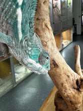 Load image into Gallery viewer, AMBILOBE Panther Chameleon: Frank x Sandy (E10)