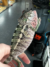 Load image into Gallery viewer, Ambilobe male panther chameleon: Flash x Opal (E24)