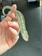 Load image into Gallery viewer, Ambilobe male panther chameleon: Flash x Opal (S3)
