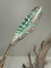 Load image into Gallery viewer, AMBILOBE Male Panther Chameleon: (E14)