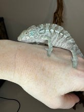 Load image into Gallery viewer, AMBANJA FEMALE Panther Chameleon: Ambanja x Ankify (I10)