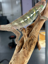 Load image into Gallery viewer, AMBILOBE Panther Chameleon: Frank x Sandy (J3)