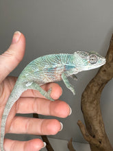Load image into Gallery viewer, AMBILOBE Panther Chameleon: (E36)