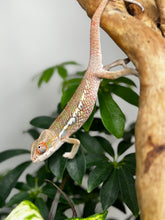 Load image into Gallery viewer, Ambilobe Male (R9)