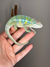 Load image into Gallery viewer, AMBILOBE Panther Chameleon: (E1)