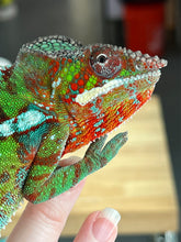 Load image into Gallery viewer, Ambilobe Panther Chameleon Riot/JJ/Bolt J7