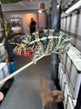 Load image into Gallery viewer, AMBILOBE male: WC Hawkeye x Nugget (I5)