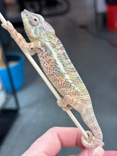 Load image into Gallery viewer, AMBANJA/NOSY FALY male (R6)