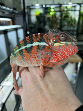 Load image into Gallery viewer, AMBILOBE male: WC Hawkeye x Nugget (C2)