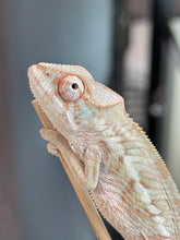Load image into Gallery viewer, AMBANJA FEMALE Panther Chameleon: Dubois x Ellie (S2)