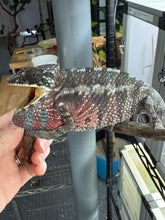 Load image into Gallery viewer, AMBILOBE Panther Chameleon: (E8)