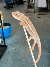 Load image into Gallery viewer, Ambilobe Panther Chameleon: Magnus x Skittles (R15)