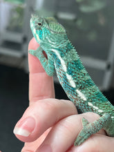Load image into Gallery viewer, AMBANJA/NOSY FALY male (E12)