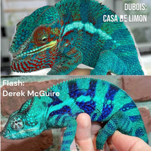 Load image into Gallery viewer, AMBANJA Panther Chameleon: (E22)