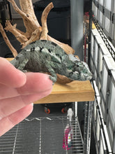 Load image into Gallery viewer, ANKILOBE Panther Chameleon: Ankify x Ambilobe (Q8)