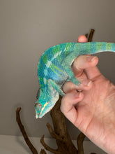 Load image into Gallery viewer, Ambilobe Panther Chameleon (E20)