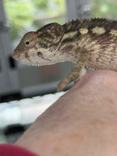 Load image into Gallery viewer, AMBILOBE male: Starburst x Margaret (R3)