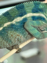 Load image into Gallery viewer, AMBANJA/NOSY FALY male (R8)