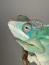 Load image into Gallery viewer, AMBILOBE Panther Chameleon: (E28)