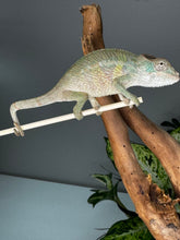 Load image into Gallery viewer, AMBILOBE male panther chameleon: Flash x Opal (R1)