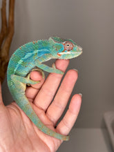 Load image into Gallery viewer, AMBILOBE Male Panther Chameleon: (E30)