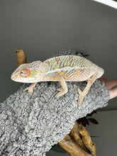 Load image into Gallery viewer, Ambilobe Male (R10)