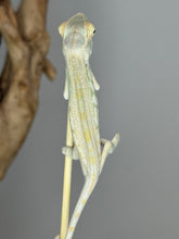 Load image into Gallery viewer, NOSY BE FEMALE Panther Chameleon: Neptune x Marina 🚺 (S2)