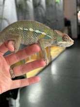 Load image into Gallery viewer, AMBILOBE Panther Chameleon: Frank x Sandy (J3)