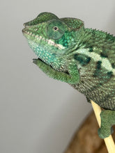 Load image into Gallery viewer, AMBANJA Panther Chameleon: (E7)