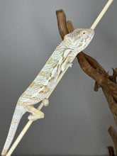 Load image into Gallery viewer, AMBANJA FEMALE Panther Chameleon: đș (R1)